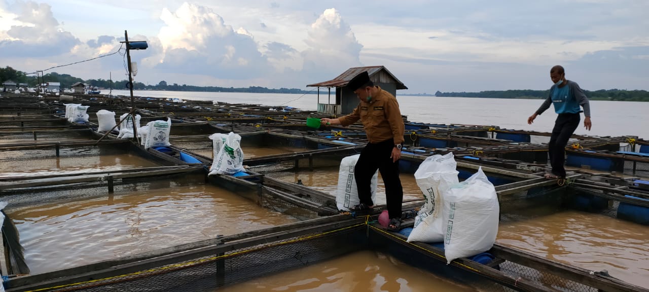 Pantau Kerambah Ikan, Al Haris : Perlu Tingkatkan Nilai Tambah