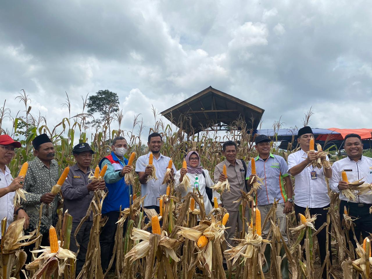 Wujudkan Ketahanan Pangan, Kelompok Tani Binaan SKK Migas - Pertamina EP Jambi Field Gelar Panen Raya Jagung