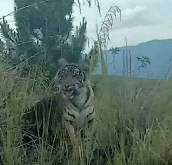 Viral Kemunculan Harimau Jalan-Jalan Lalu Nongkrong, Begini Ceritanya