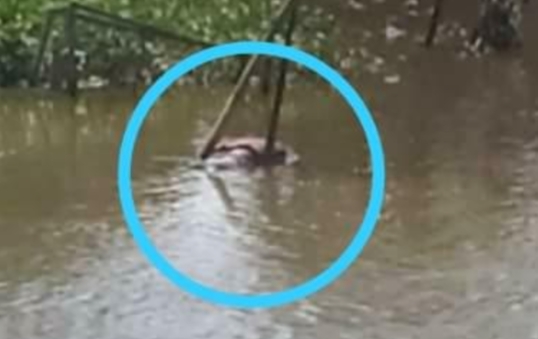 Warga Desa Tanjung Pauh Digemparkan Dengan Penemuan Mayat Di Sungai Batang Merao