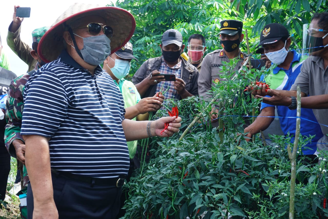 Pemkab Tanjabbar Gelar Panen Raya