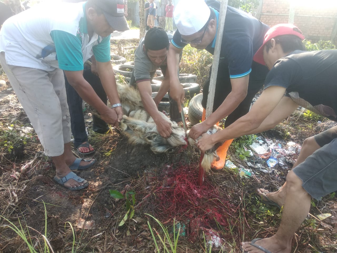 Potong 9 Hewan Kurban, Majelis Rock N Roll Bagi 300 Kupon Daging Untuk Warga