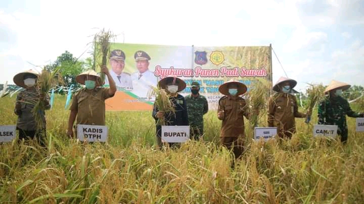 Selesai Panen Raya, Bupati UAS Launching Beras Kampung Pembengis