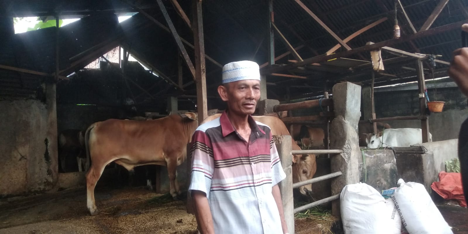 PMK Akibatkan Stok Sapi Menipis, Harga Sapi di Kabupaten Kerinci Menjelang Hari Raya Idul Adha Naik 