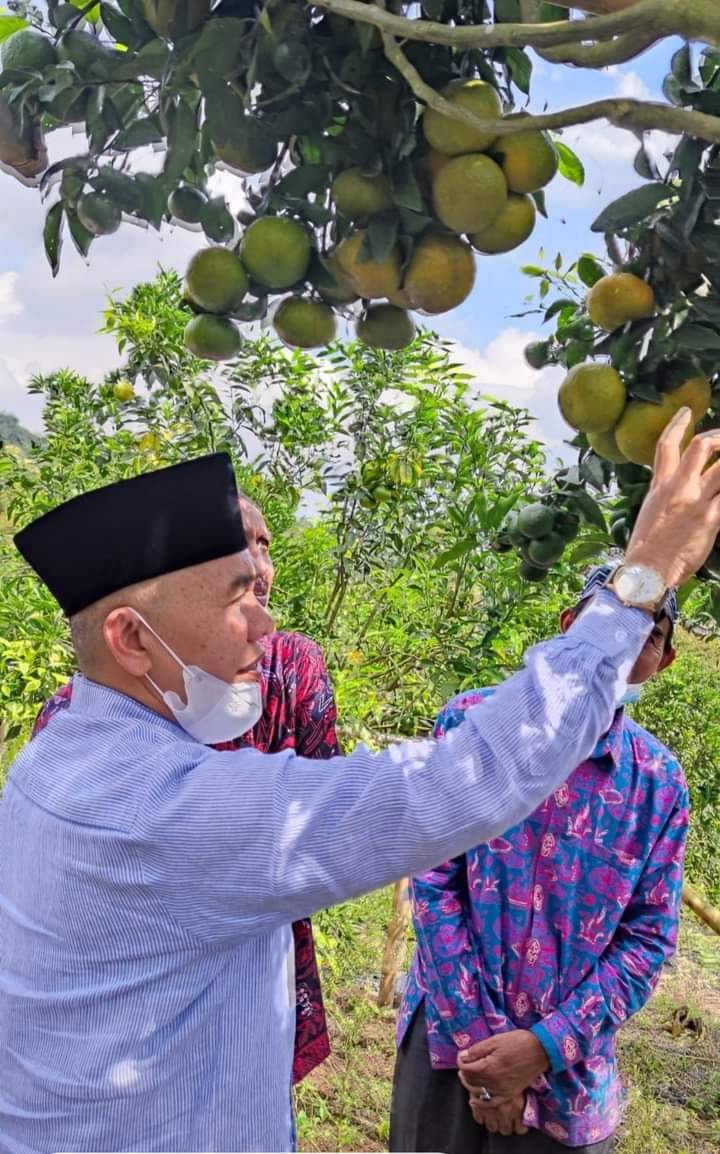 Memaksimalkan Sektor Pertanian, Tingkatkan Ekonomi Kerinci