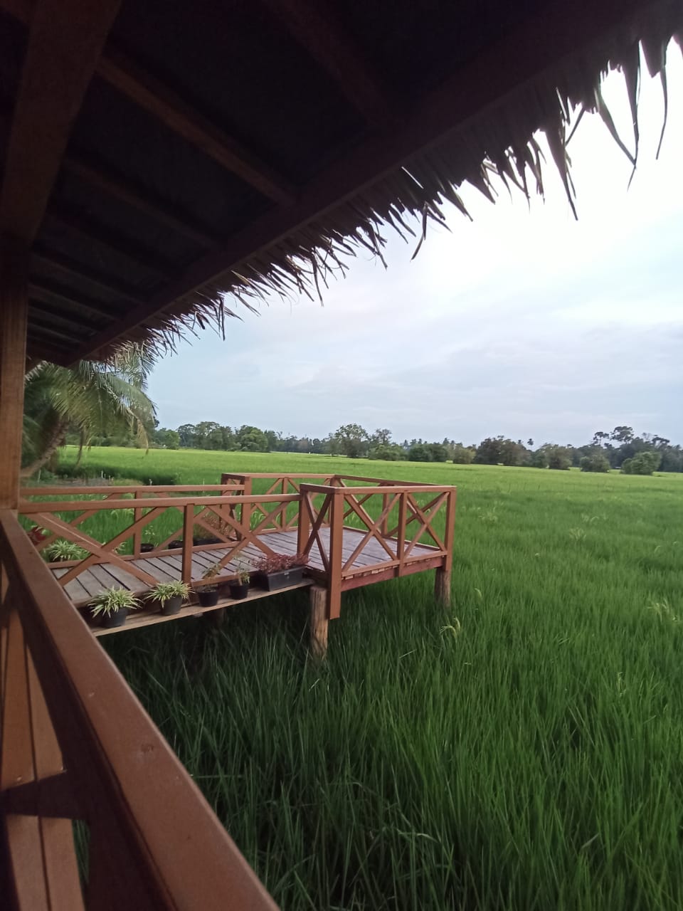 Tepi Sawah Food & Koffie Tempat Makan di Lubuk Resam Hilir Dengan Nuansa Perdesaan