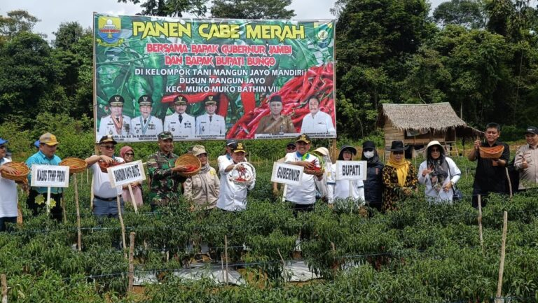 Panen Cabai Merah di Mangun Jayo, Al Haris Puji Inovasi Bupati Bungo