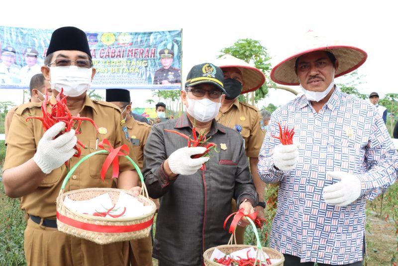 Ketua DPRD Tanjab Barat Hadiri Panen Raya Cabai Merah di Desa Lubuk Terentang