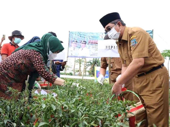 Panen Raya Cabai Merah, Bupati UAS Harap Bisa Tingkatkan Pendapatan Petani