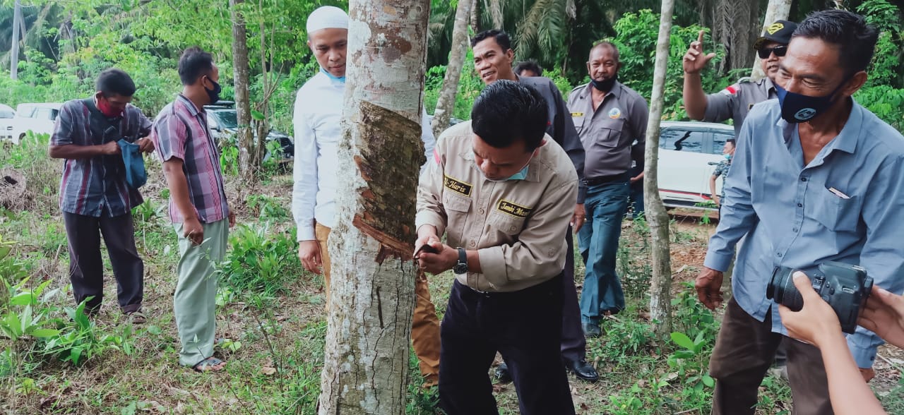 Lima Puluh Miliar,Dana Dirancang Haris-Sani Untuk Petani Karet-Sawit di Jambi