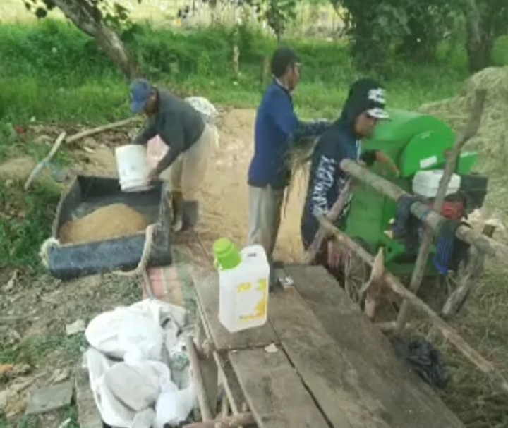 Malang, Petani di Sarkam Merugi